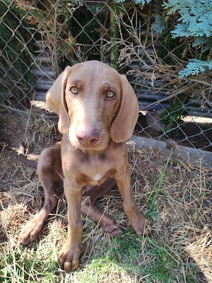 Welpen Weimaraner Mix 