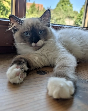 Ragdollkitten zu verkaufen