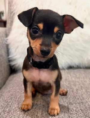 Fünf Mini Chihuahua Welpe !!