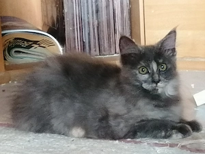  Maine Coon Kätzin 4 Monate alt 