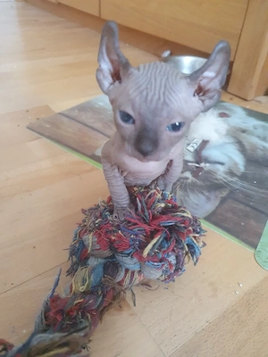 Sphynxkitten suchen neues Zuhause