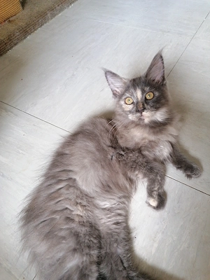  Maine Coon Kätzin 4 Monate alt 