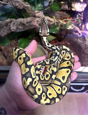 Königspython - Python Regius Banana, Mojave 0.1