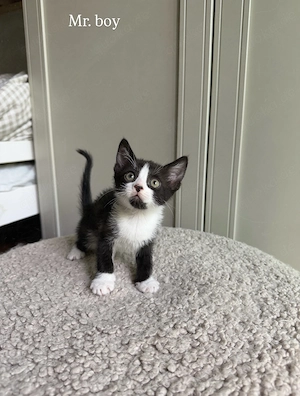 Devon Rex Mix Kitten Mischlinge Hauskatzen suchen ihr Für-immer-Zuhause 