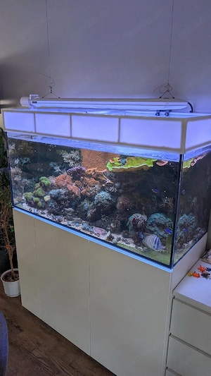 Komplettset Meerwasseraquarium   Aqua Medic Armatus 400 + High-End Technik (Giesemann, Nyos uvm.)