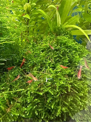 Schöne rote Garnelen abzugeben Bild 3