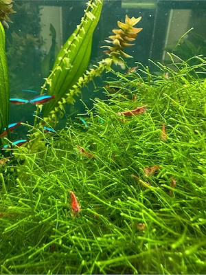 Schöne rote Garnelen abzugeben Bild 2