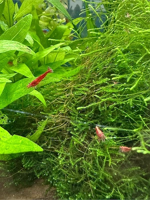 Schöne rote Garnelen abzugeben Bild 4