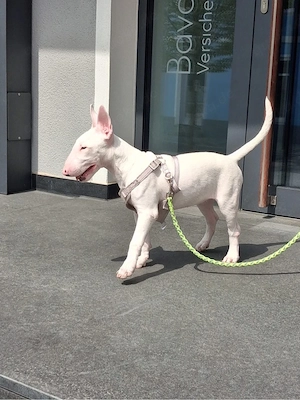 Bull Terrier Standart