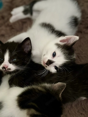 3 Engel suchen noch :)