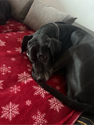 Deutsche Dogge Rüde Dringend
