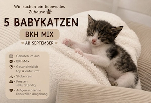 Bkh Mix Kitten ab sofort 