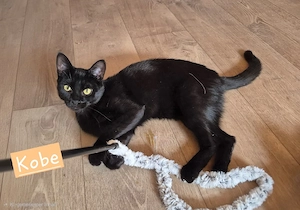2 wunderschöne Katzen aus Tierschutz  Bild 2