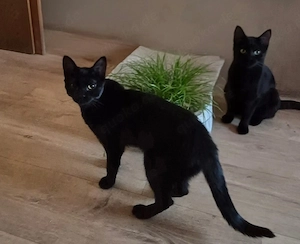 2 wunderschöne Katzen aus Tierschutz  Bild 3