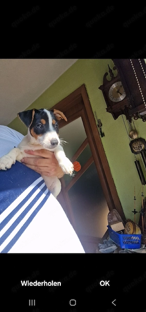 Jack russell welpen