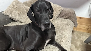 Deutsche Dogge Rüde