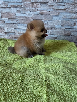 Pomeranian-Zwergspitz-Welpen