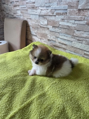 Pomeranian-Zwergspitz-Welpen