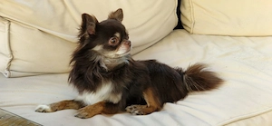 Chihuahua rüde  4 Jahre 