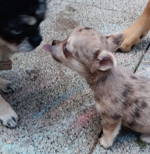 Chihuahua mischlinge