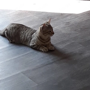 3 Zuckersüsse Katzenkinder