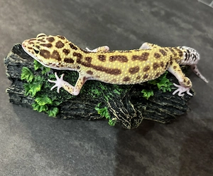 Leopardgecko 0.1 Weibchen - Raptor Mack Snow Bild 4