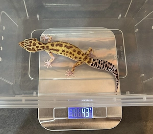 Leopardgecko 0.1 Weibchen - Raptor Mack Snow Bild 3