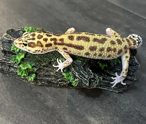 Leopardgecko 0.1 Weibchen - Raptor Mack Snow Bild 2