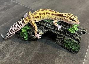 Leopardgecko 0.1 Weibchen - Raptor Mack Snow