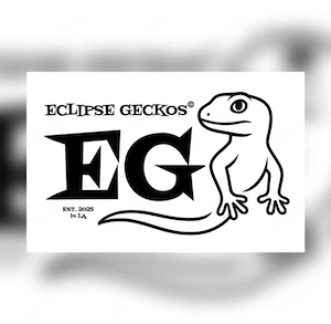 Leopardgecko 0.1 Weibchen - Raptor Mack Snow Bild 5