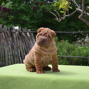 Sharpei puppies for adoption 