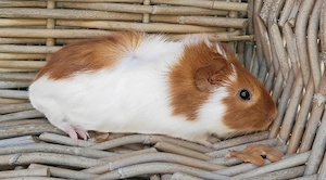 Süße kleine Meerschweinchen Böckchen auch Erzieher suchen Zuhause 