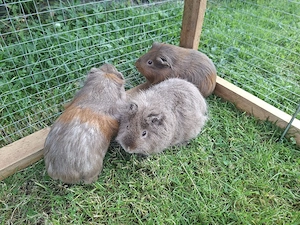 Meerschweinchen Mädels abzugeben