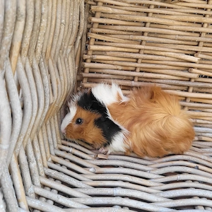 Süße kleine Meerschweinchen Böckchen auch Erzieher suchen Zuhause  Bild 3