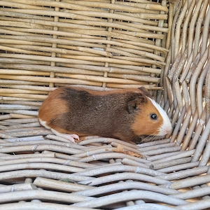Süße kleine Meerschweinchen Böckchen auch Erzieher suchen Zuhause  Bild 8