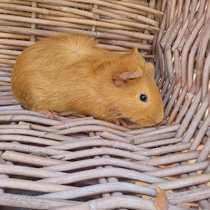 Süße kleine Meerschweinchen Böckchen auch Erzieher suchen Zuhause  Bild 6