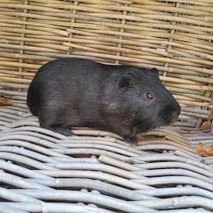 Süße kleine Meerschweinchen Böckchen auch Erzieher suchen Zuhause  Bild 9