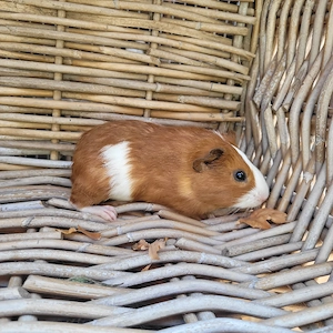 Süße kleine Meerschweinchen Böckchen auch Erzieher suchen Zuhause  Bild 4
