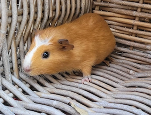 Süße kleine Meerschweinchen Böckchen auch Erzieher suchen Zuhause  Bild 2