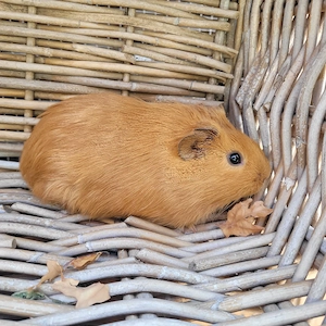 Süße kleine Meerschweinchen Böckchen auch Erzieher suchen Zuhause  Bild 5