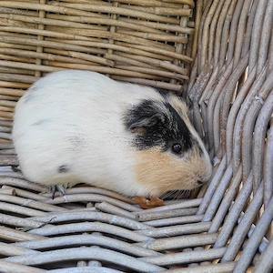 Süße kleine Meerschweinchen Böckchen auch Erzieher suchen Zuhause  Bild 7