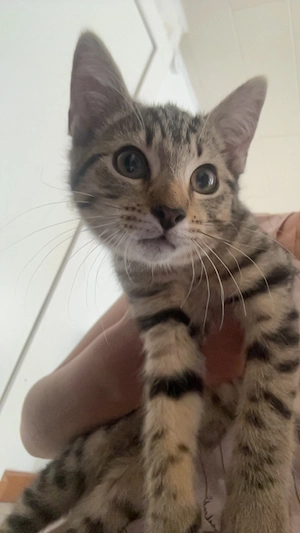 Liebevolle junge Katze sucht ein neues Zuhause