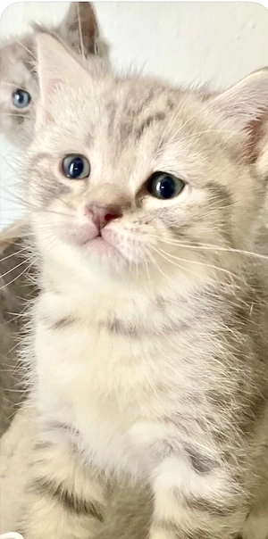 BKH Kitten  Junge silver Tabby intelligent