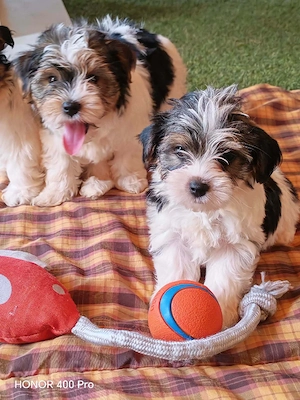 Cavalier King Spaniel 