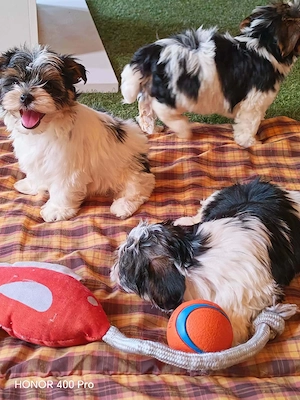 Cavalier Spaniel mit Papiere