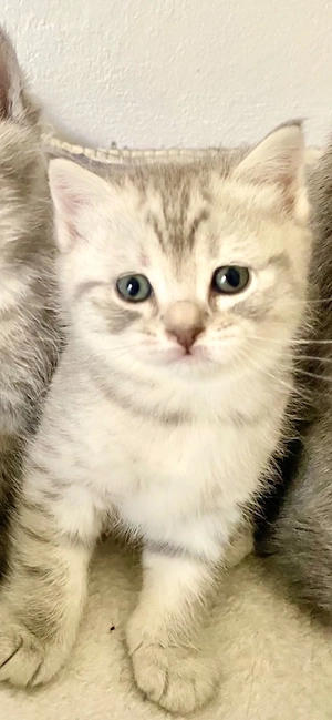 BKH Kitten Junge silver Tabby