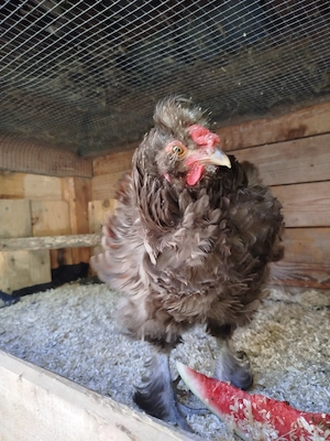Unser zutraulicher hahn sucht ein neues Zuhause 