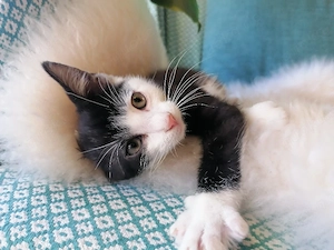 Kitten Katzenbaby Katzenwelpen 