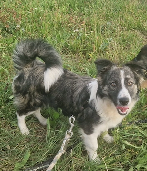 Ebenerdiges Zuhause für Max gesucht, 6 Monate, 35 cm