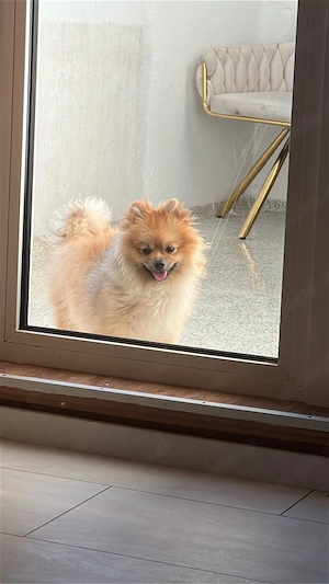 Zwergspitz (Pomeranian)